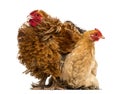 Crossbreed rooster, Pekin and Wyandotte Royalty Free Stock Photo