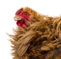 Crossbreed rooster, Pekin and Wyandotte Royalty Free Stock Photo