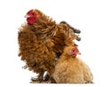 Crossbreed rooster, Pekin and Wyandotte Royalty Free Stock Photo