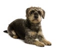 Crossbreed with a Schnauzer, 5 years old