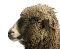 Crossbreed sheep standing in front of white background Royalty Free Stock Photo