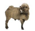 Crossbreed sheep standing in front of white background Royalty Free Stock Photo