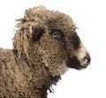 Crossbreed sheep standing in front of white background Royalty Free Stock Photo