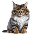 Crossbreed Siberian cat in front of a white background. Ai Generated Royalty Free Stock Photo