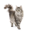 Crossbreed Siberian cat and persian cat Royalty Free Stock Photo