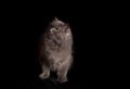 Crossbreed of siberian and persian cat on a black background Royalty Free Stock Photo