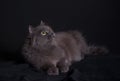 Crossbreed of siberian and persian cat lying on dark background Royalty Free Stock Photo