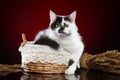 Crossbreed white cat in basket Royalty Free Stock Photo