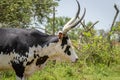 A crossbreeding cow with Ankole watusi cow and Holstein Friesian cow, Lake Mburo National Park, Uganda.