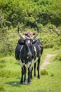 A crossbreeding cow with Ankole watusi cow and Holstein Friesian cow, Lake Mburo National Park, Uganda.