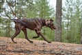 Crosscountry dryland sled dog mushing race Royalty Free Stock Photo