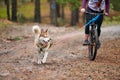 Crosscountry dryland sled dog mushing race Royalty Free Stock Photo