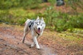 Crosscountry dryland sled dog mushing race