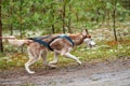 Crosscountry dryland sled dog mushing race Royalty Free Stock Photo