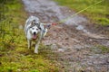 Crosscountry dryland sled dog mushing race