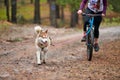 Crosscountry dryland sled dog mushing race