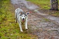 Crosscountry dryland sled dog mushing race Royalty Free Stock Photo