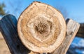 Crosscut view of sick pine log on wooden sawhorse Royalty Free Stock Photo