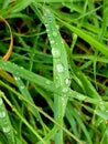 Crossed blades of grass holding droplets of water from the summer rain Royalty Free Stock Photo