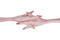 Crossed each other pink chicken feet with claws Royalty Free Stock Photo