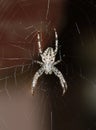 Crossed spider on web Royalty Free Stock Photo