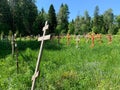 wood crosses on graves in cemetery in summer. cemetery in the green forest. grave unknown monuments on the field