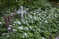 Crosses in the graveyard. Royalty Free Stock Photo