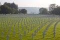 Crosses and Star of David, American Cemetery, Belgium