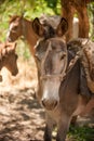 Portrait headshot of mule