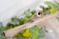 Crossing Bamboo Trellis Wasp nest Royalty Free Stock Photo