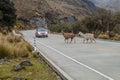 Crossing llamas Royalty Free Stock Photo