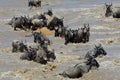 Crossing the mara river Royalty Free Stock Photo