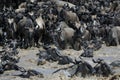 Crossing the Mara river