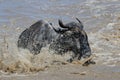 Crossing the Mara river