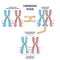 Crossing over chromosomes and homologous division process outline diagram Royalty Free Stock Photo