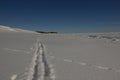 Crossing paths, backcountry ski tracks intersecting coyote tracks in the snow