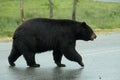 Crossing the road