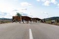 Crossing road pasture walking cows grass autumn green warm day sunny countryside rural village bulgaria