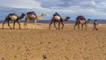 Crossing the Sahara desert with Camels