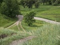 Crossing several dirt roads with trees and grass growing between them Royalty Free Stock Photo