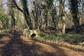 Crossing between trail in a park over an old brick footbridge next to a tiny dry channel in a forest on a winter day Royalty Free Stock Photo