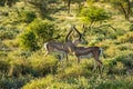 Crossing of two antelopes Royalty Free Stock Photo