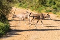 Crossing two antelopes on a track in Samburu Park Royalty Free Stock Photo