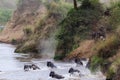 Crossing wildebeest on the Mara River has began. Kenya, Africa Royalty Free Stock Photo