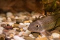 Crossocheilus siamensis in aquarium