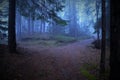 Crossroad in foggy forest in autumn