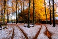 At the crossroads of autumn and winter in November Royalty Free Stock Photo