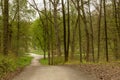 Crossroads of dirt tracks in the springtime woods, Stuttgart Royalty Free Stock Photo