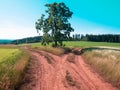 Crossroads of field roads. and single lime tree