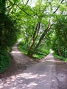 Crossroads in a Forest